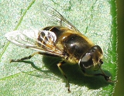 Syrphid Fly